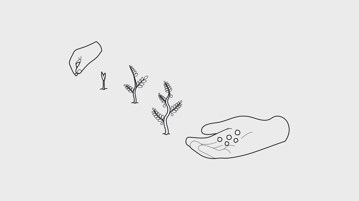 «Cono – Illustration Pflanzenwachstum»